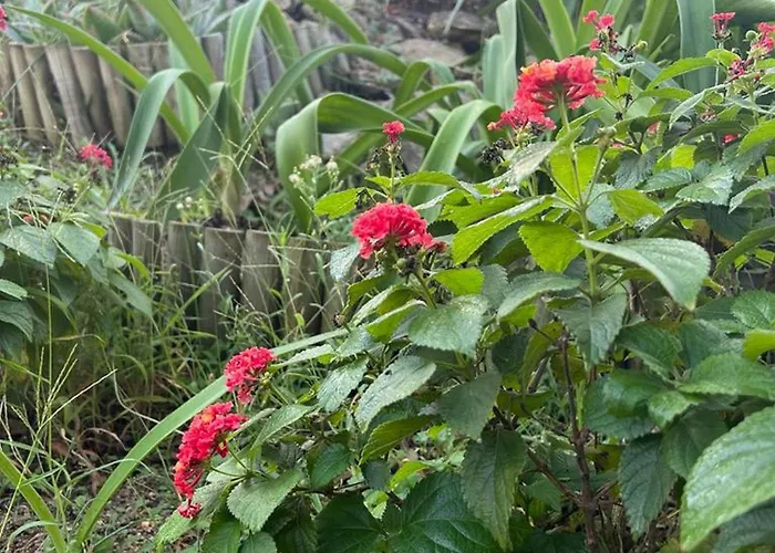 Platanias Agia Paraskevi (Skiathos)
