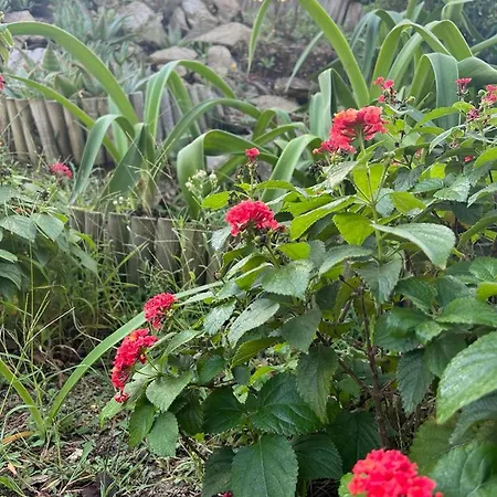 Platanias أغيا باراسكيفي